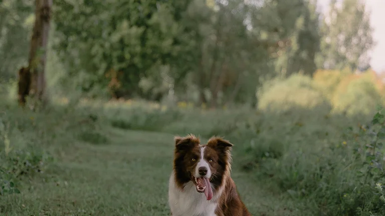 Recordes Mundiais de Pets: O Maior Cão do Mundo