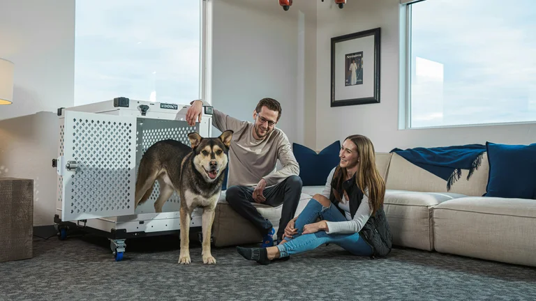 Como Criar um Ambiente Seguro para Pets em Casa