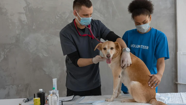 Conheça as Vacinas Essenciais para Cães e Gatos