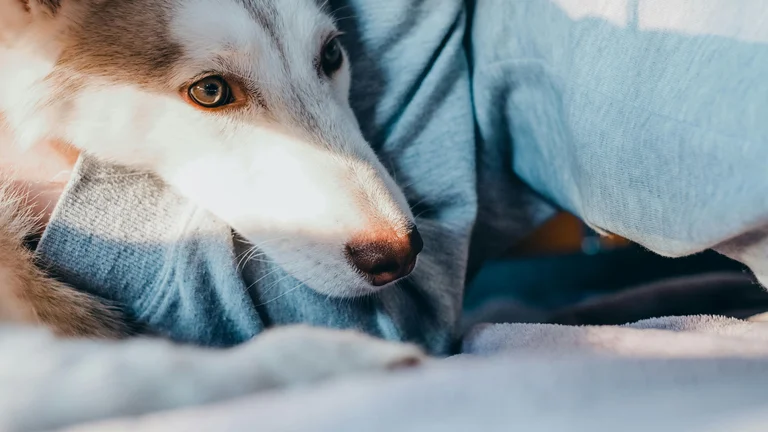 Dietas para Pets com Problemas Dentários: Cuidados Essenciais