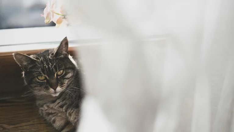 Alimentos que Transformam a Pelagem dos Pets