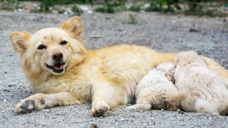 Treinamento para Pets em Situações de Emergência