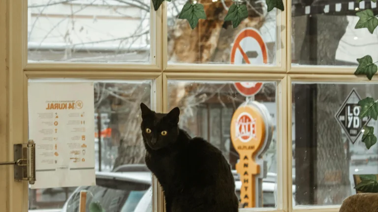 Alimentos Tóxicos para Cães e Gatos: O que Evitar