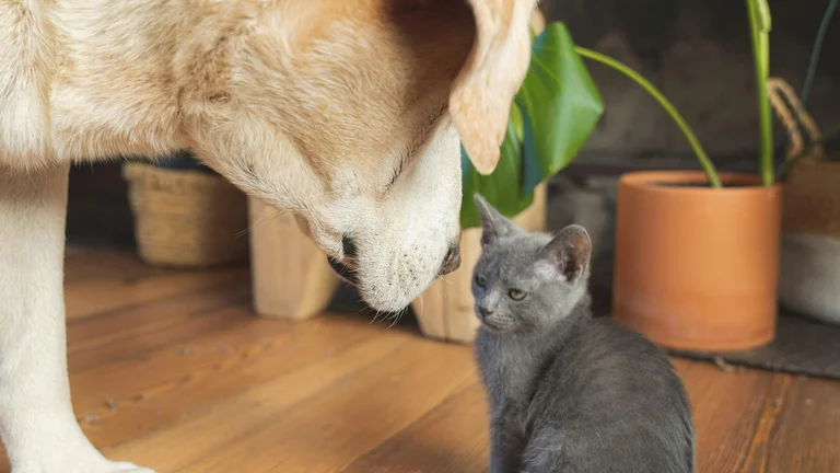 Dicas para lidar com pets que roubam comida