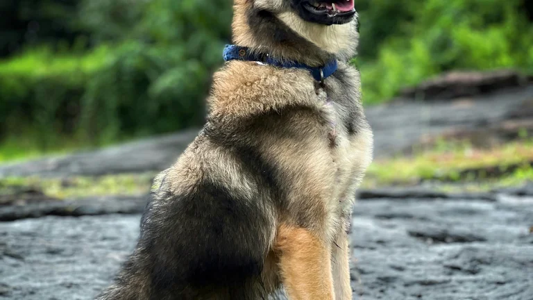 Raças de Cães Ideais para Segurança Pessoal