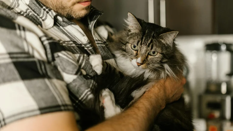 Cuidados Essenciais com a Pele e Pelagem dos Pets
