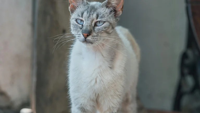Gatos Somali: Beleza e Personalidade em Destaque