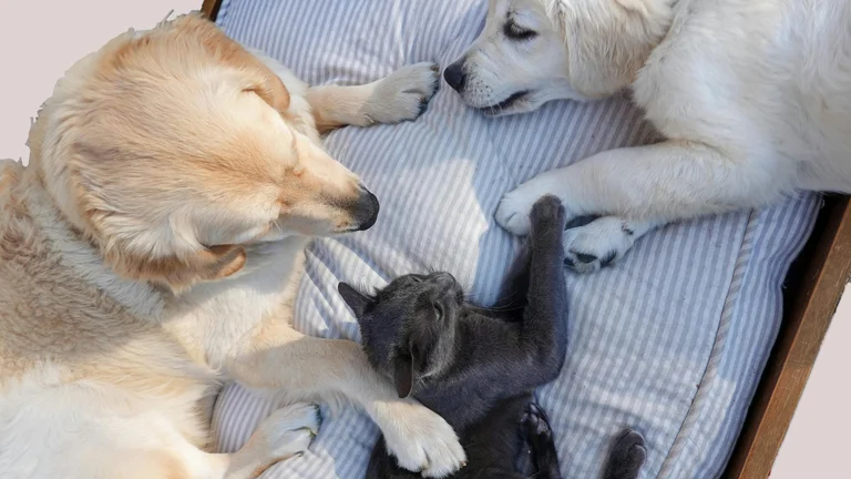 Ragdolls: Gatos Dóceis e Atraentes para Sua Família