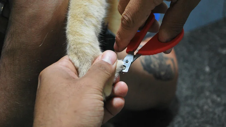 Cuidados com as Unhas dos Pets: Saúde e Bem-Estar