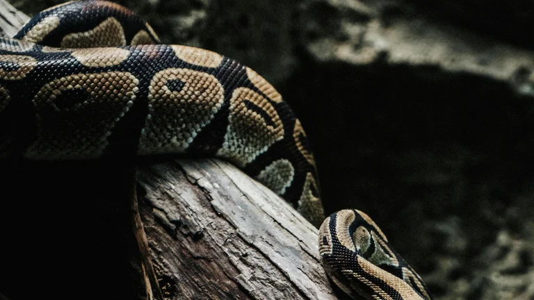 Cobras como Pets: O Que Você Precisa Saber