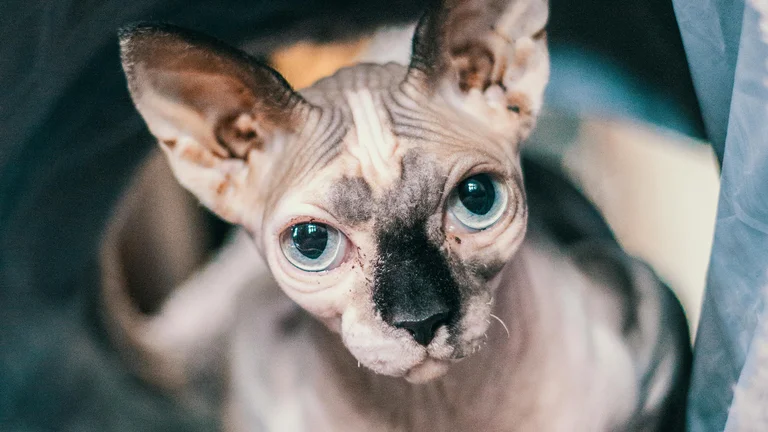 Gatos Sem Pelo: Conheça o Sphynx e Suas Particularidades