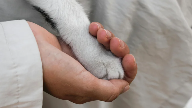 Agressividade em Pets: Causas e Dicas de Como Lidar