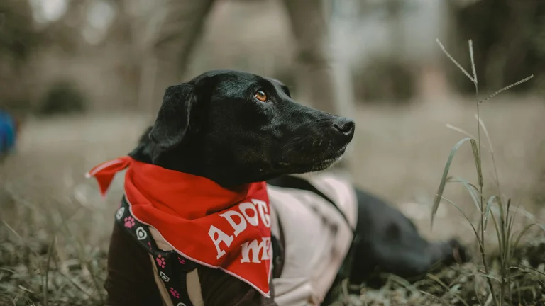 Raças de Cães Mais Amadas no Brasil