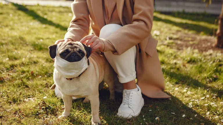 Treinamento de Obediência Básica para Cães: Guia Completo