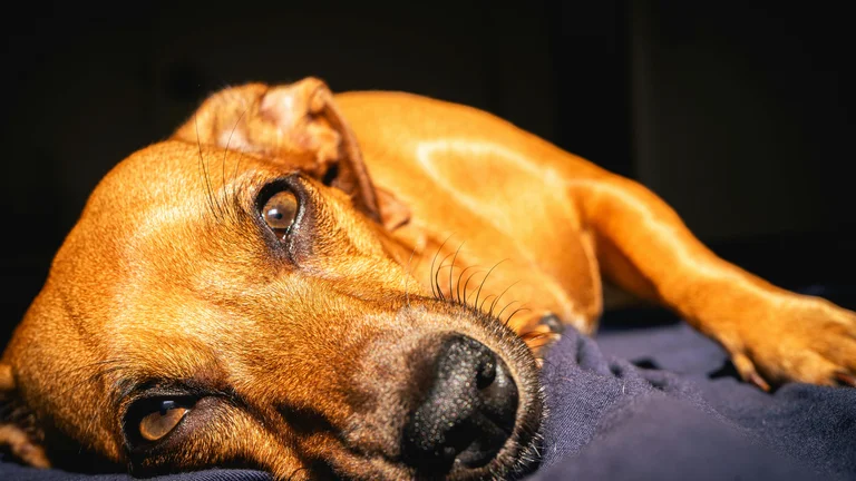 Como Ajudar Seu Pet a Enfrentar o Medo de Trovões
