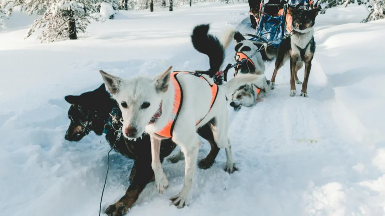 Huskies e Malamutes: Cães de Trenó Incríveis