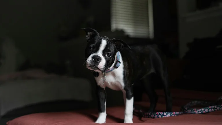 Ambiente Seguro para Pets: Dicas Importantes