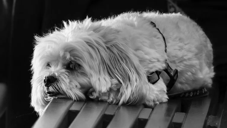 Treinamento Eficaz de Pets em Ambientes Urbanos