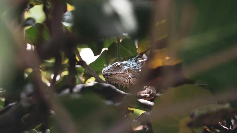 Lagartos e Iguanas: Répteis Exóticos e Fascinantes