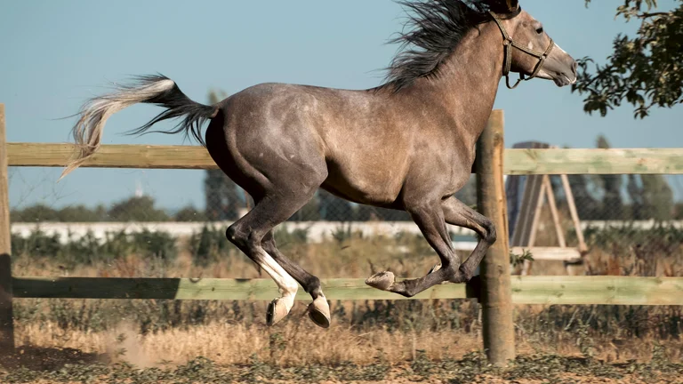 Os Pets Mais Rápidos do Mundo: O Greyhound em Destaque