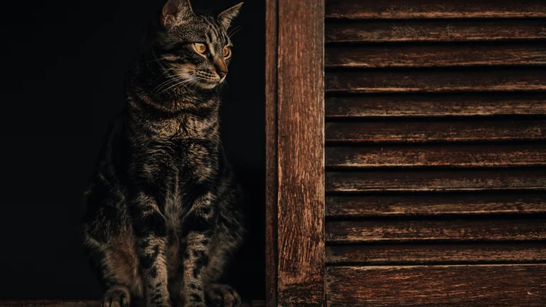Gatos Chartreux: A Lealdade e Silêncio em Cada Pata