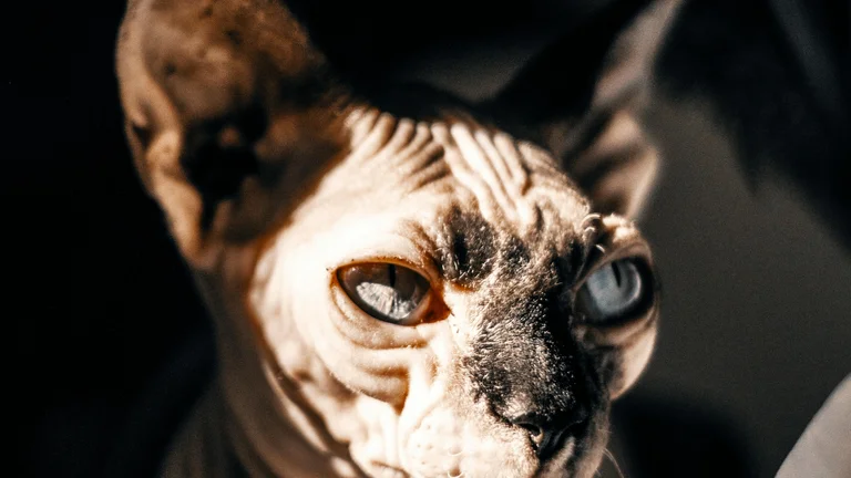 Gato Sphynx: A Raça Sem Pelo e Suas Curiosidades
