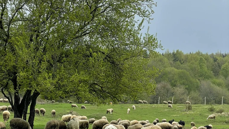 Cães Pastores: Essenciais na Agropecuária
