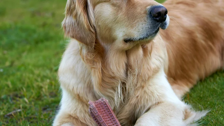 Suplementos de Ômega-3: Saúde e Bem-Estar para Pets