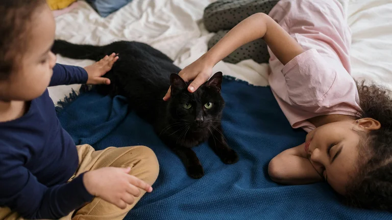 Introduza um Novo Pet na Sua Família de Maneira Eficiente