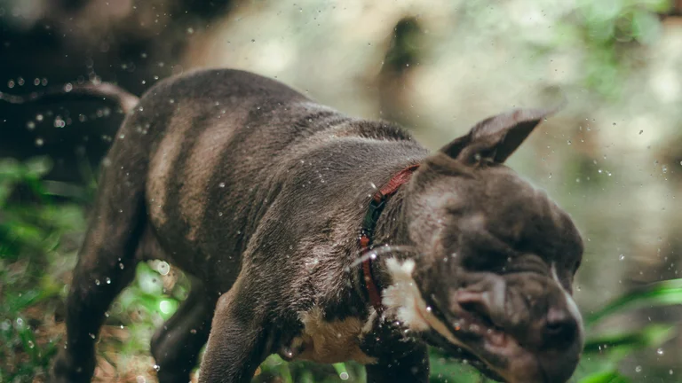 Raças de Cães Perfeitas para Corredores