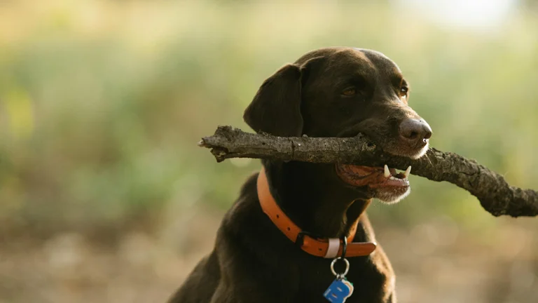 Labrador Retriever: Conheça suas Características e Cuidados