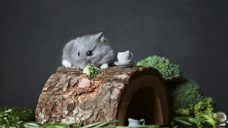Hamsters: Cuidados e Curiosidades para Pet Lovers