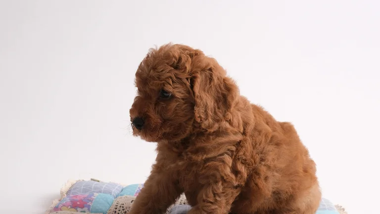 Cães de Pequeno Porte: Ideais para Seu Apartamento