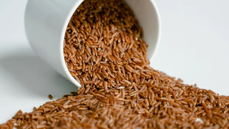 Dietas para Pets com Intolerância ao Glúten