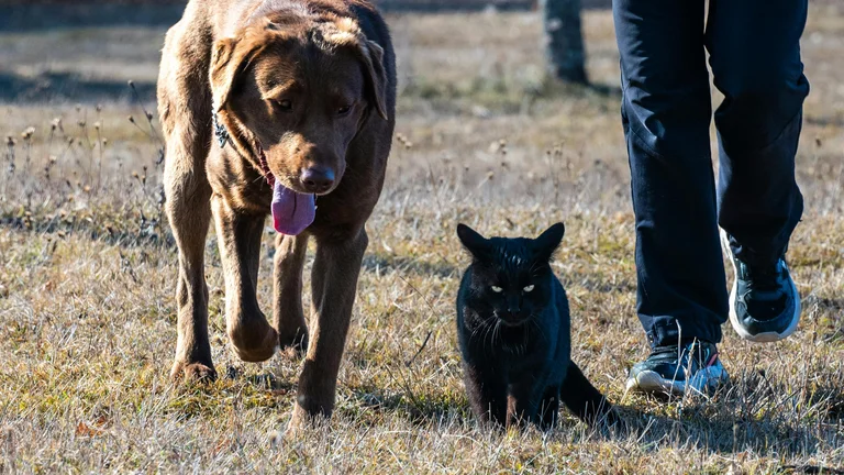 Cães e Gatos: Pets Populares pelo Mundo