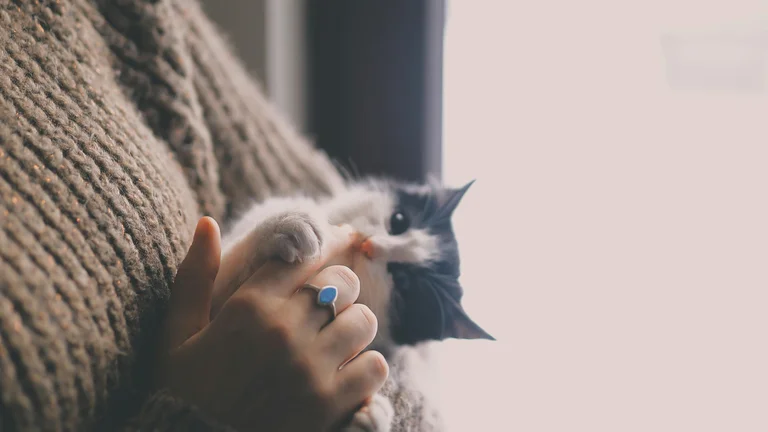 Cuidados Paliativos para Pets em Fim de Vida