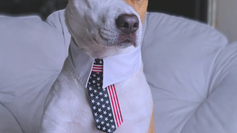 Os Pets Mais Engraçados das Redes Sociais
