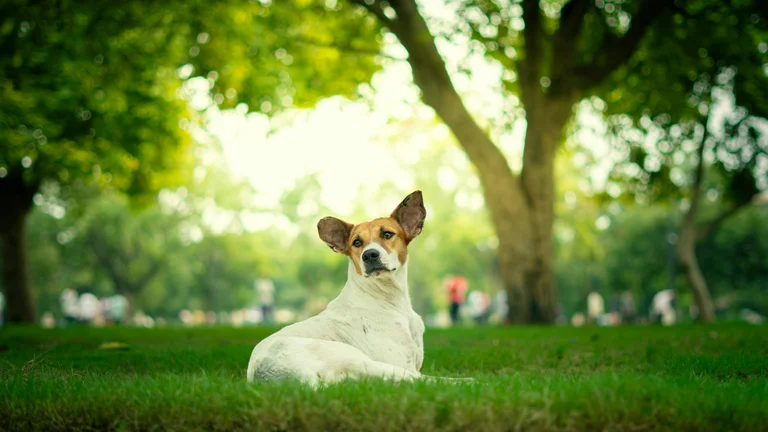 Comportamento de Marcação Territorial em Pets