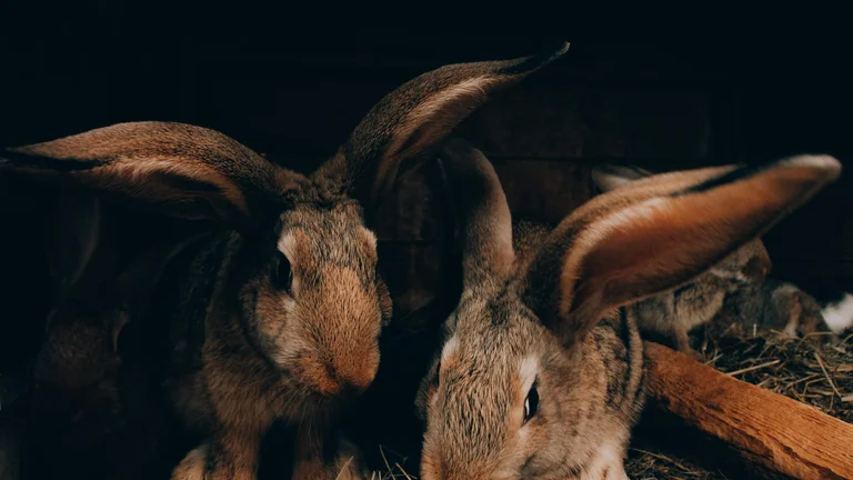 Coelhos como Pets: Guia Completo para Iniciantes