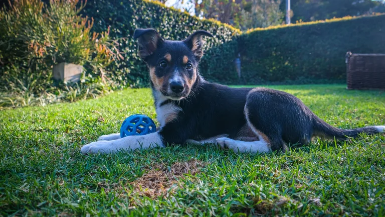 Lidando com Cães que Cavam Buracos: Dicas e Soluções