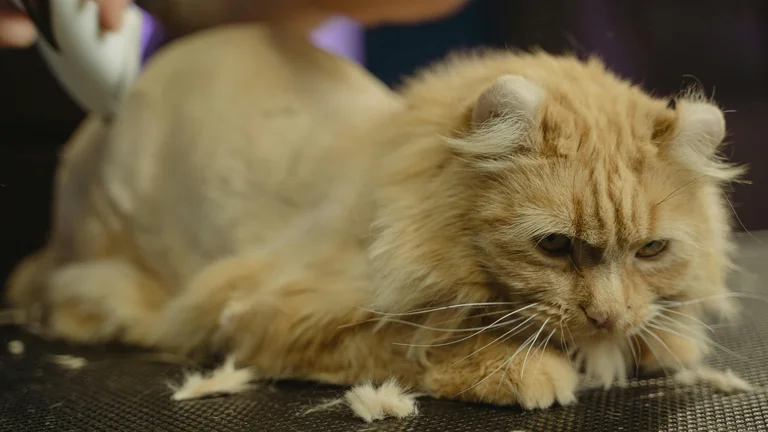Gatos Persas: Elegância e Cuidados Essenciais