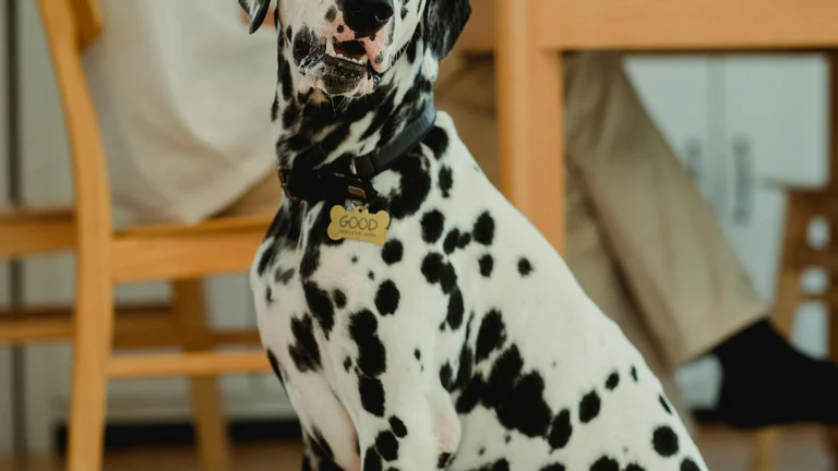 Treinamento para Pets: Segurança em Emergências