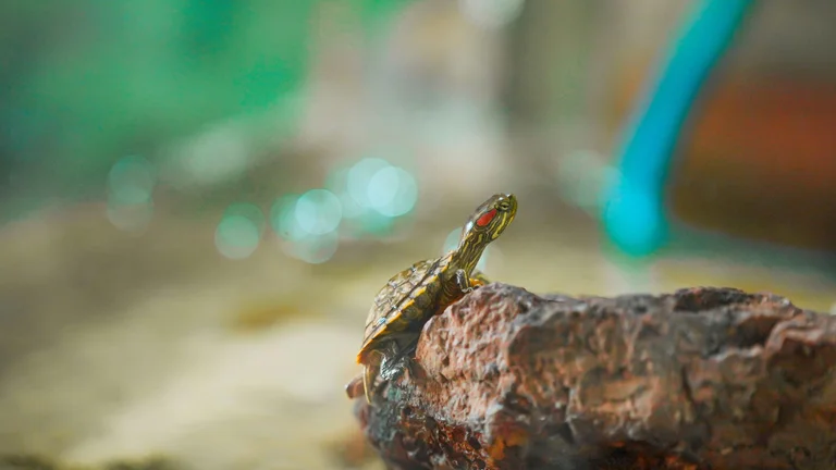 Tartarugas Domésticas: Como Cuidar e Criar um Habitat Ideal