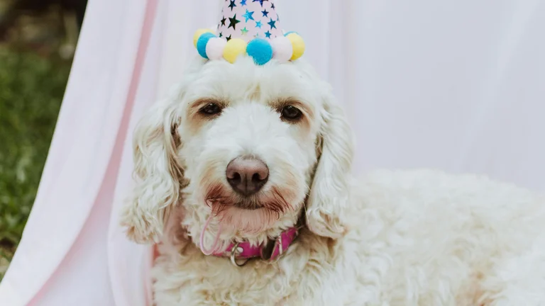 Pets Famosos da História: Cães de Líderes Notáveis