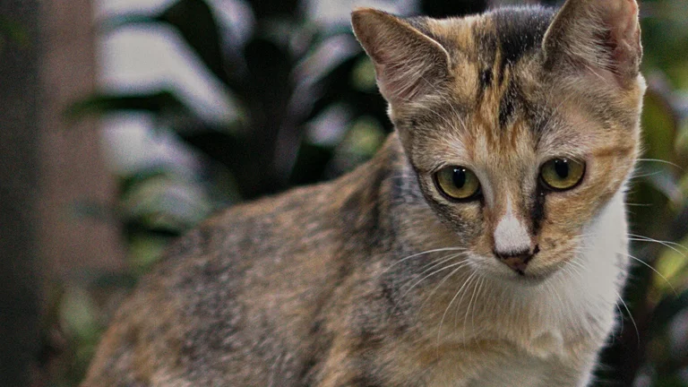Gatos Burmese: Características e Comportamento Sociável