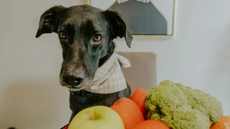 Nutrição Essencial para Pets com Câncer