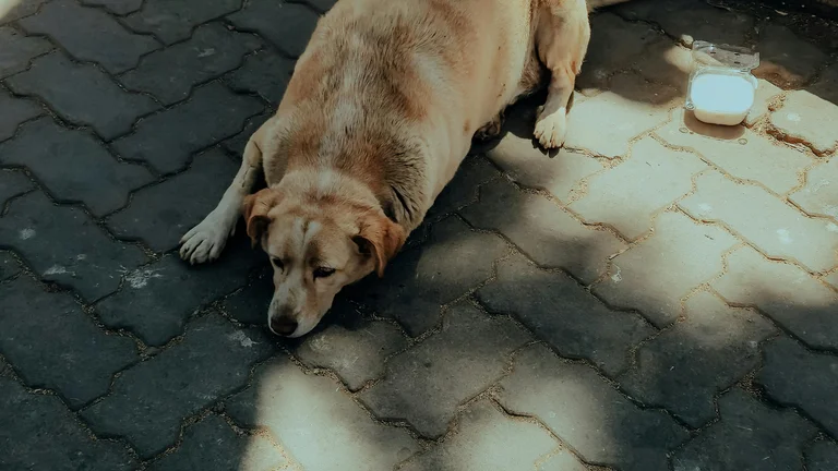 Cães de Terapia: Raças e Treinamento Eficaz