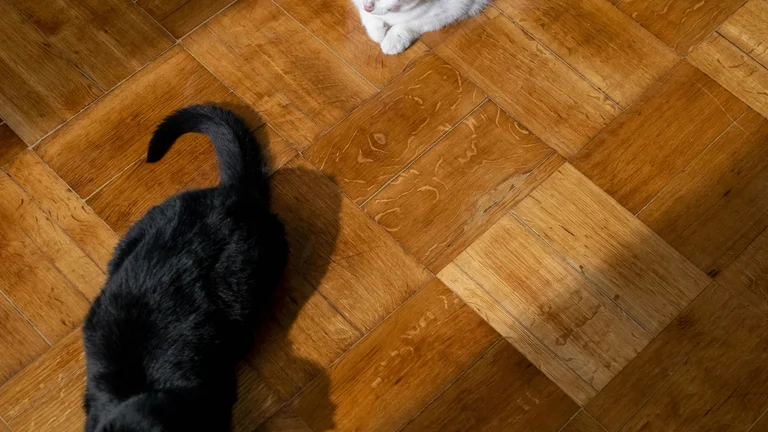 A Evolução dos Pets: Da Antiguidade à Modernidade