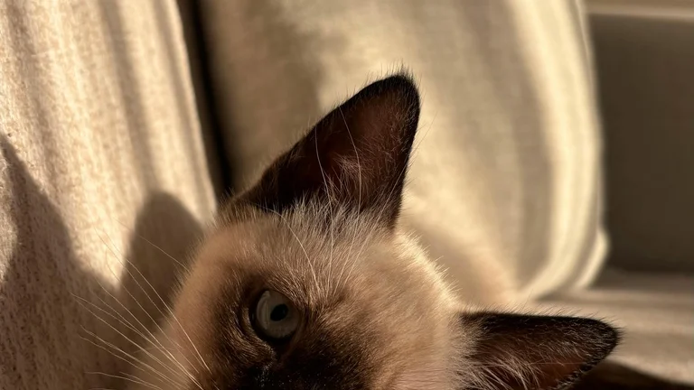 Gatos Siameses: Entenda Sua Personalidade e Cuidados
