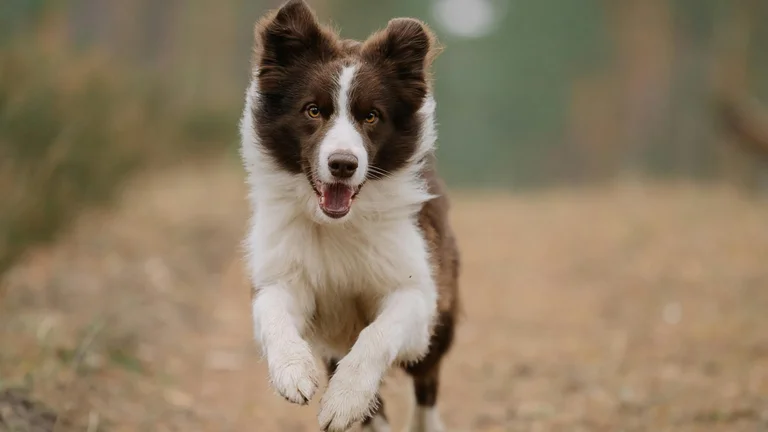 Melhores Raças de Cães para Corredores
